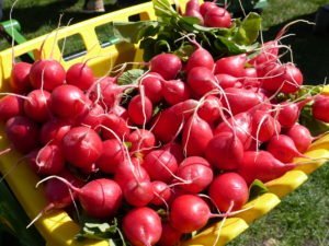 Radishes on tractor in Hall in Tyrol.
