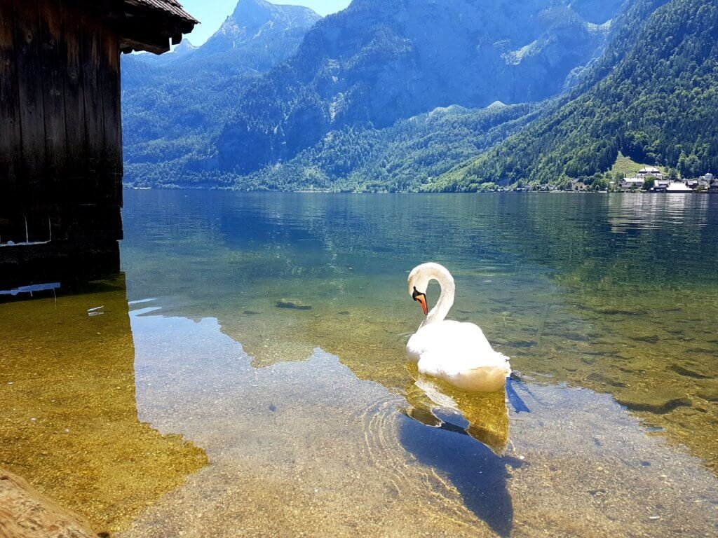 Swan on Lake Hallstatt.