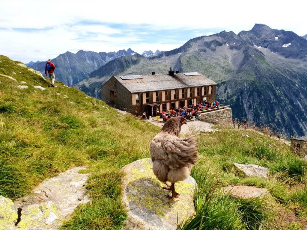 Chicken at Olperer Hut
