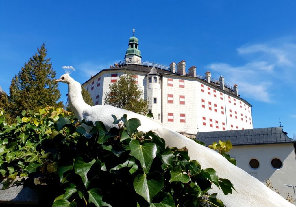 Ambras Castle peacock garden