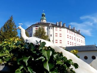 Ambras Castle peacock garden