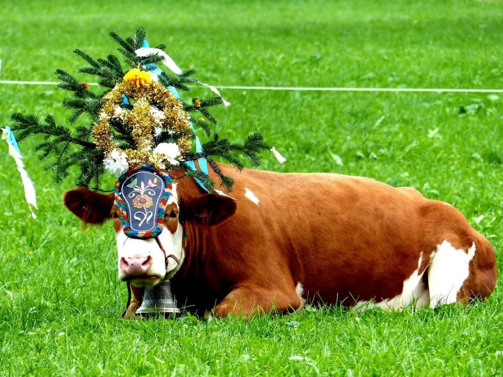 Almabtrieb cow with headdress. © Travel Tyrol