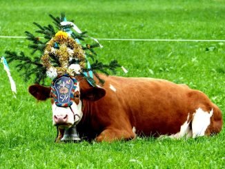 Almabtrieb cow with headdress. © Travel Tyrol