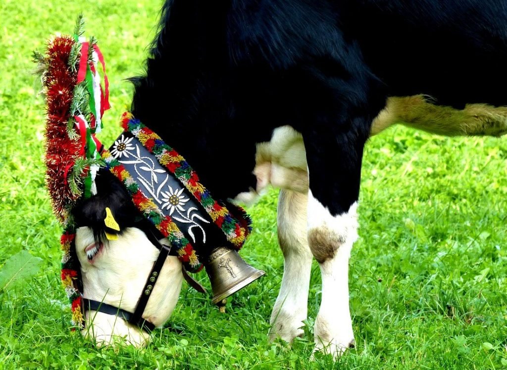 Austrian cow with pretty headdress. © Travel Tyrol